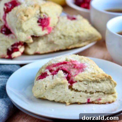 Plant Based Zesty Cranberry Scones 7 A close-up shot of a single vegan cranberry lemon scone, showcasing its texture and the sugar crystals on top.